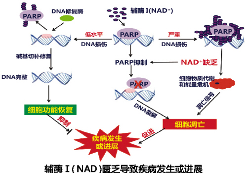 首页| PP电子游戏中国区官方网站
