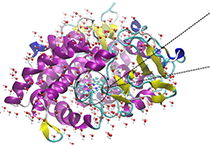 2009年5月PP电子游戏参与了上海国际蛋白质及多肽产业展览会