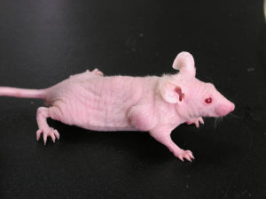 T淋巴细胞缺点动物模型