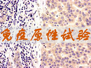 PP电子游戏免疫原性试验服务