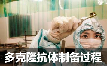 多克隆抗体造备流程