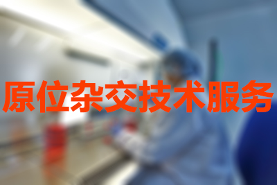 PP电子游戏原位杂交技术服务