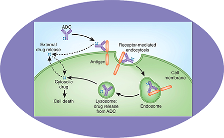 PP电子游戏ADC临床前服务之ADC作用机造