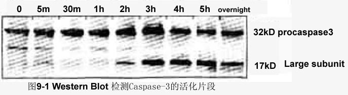 首页| PP电子游戏中国区官方网站