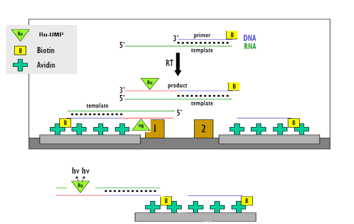 检测Ru信号致反评价酶的催化和抑造的活性