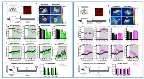 对神经元的激活会削减棕色脂肪产能，削减身段活动，从而抑造能量的亏损；相反，抑造神经元会提高能量的亏损。
