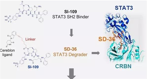 结构优化得到的SH2结合分子SI-109与CRBN结合，得到SD-36