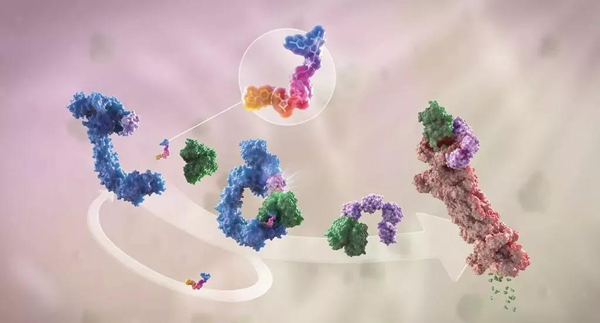 蛋白降解剂（多色）结合了1个靶蛋白（绿色）和1个E3泛素衔接酶（蓝色），驱动基于蛋白酶体（橙色）的靶蛋白泛素化（紫色）和降解。