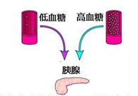 调节血糖稳态，GK负沉前行