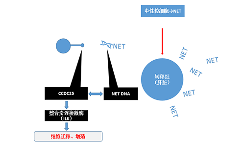 除了单纯的捕获，NET DNA与CCDC-25的结合还加强了癌细胞的侵袭行为，推进了癌症的肝转移。
