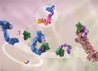 LYTAC出世，与PROTAC并肩作战针对不成成药的靶点