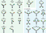 【云回首】理论、律例、实际，三位一体解说双抗的生物分析