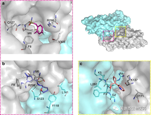 二聚体界面的片段暗示变构调节的机遇