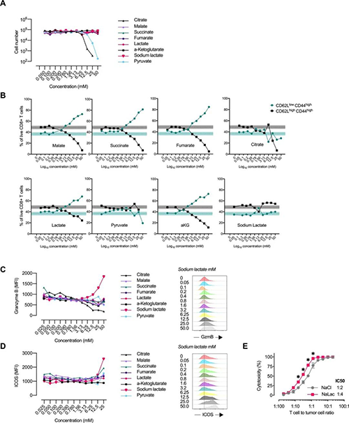 中央碳代谢物会扭转CD8 + T细胞效应子的散布（起源：e Life）