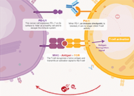 饿了吗？饿一饿原来能够辅助PD-1抑造剂肿瘤免疫医治