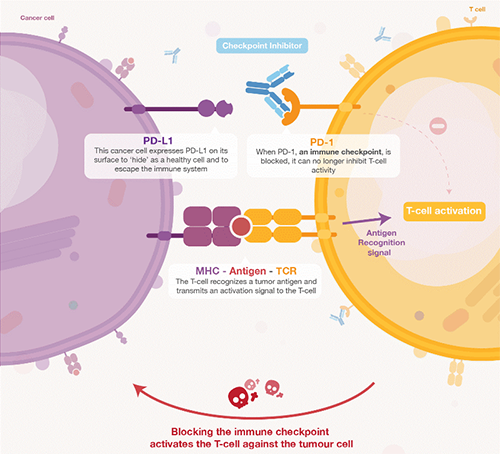 饿了吗？饿一饿原来能够辅助PD-1抑造剂肿瘤免疫医治 