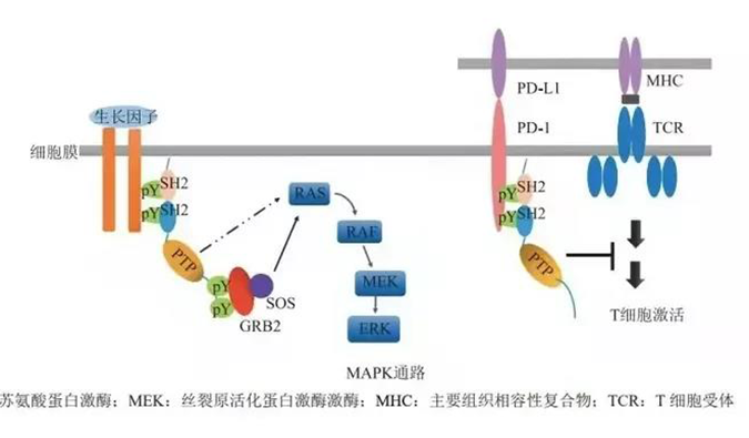 晚期恶性肿瘤患者的福音！PP电子游戏助力凌达生物SHP2变构抑造剂RG001片获批临床