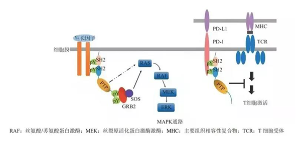 晚期恶性肿瘤患者的福音！PP电子游戏助力凌达生物SHP2变构抑造剂RG001片获批临床 