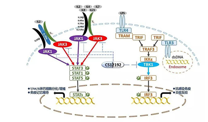 自身免疫疾病或迎新疗法！PP电子游戏助力微芯生物CS12192获批FDA