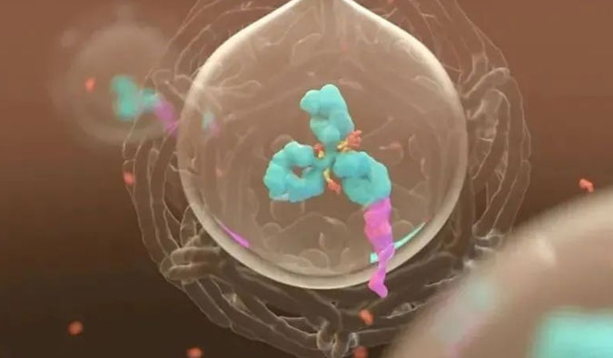 美研 | ADC，为靶向给药而精准深耕