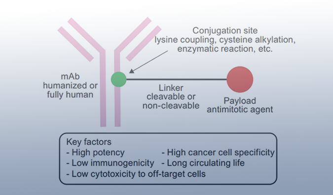 ADC药物：迎接市场热潮，攻破研发壁垒