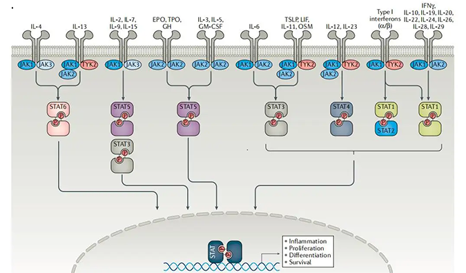 精准建模，把握解开自身免疫性疾病医治钻研的钥匙