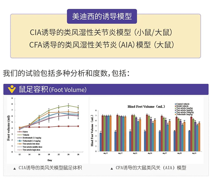 PP电子游戏诱导的类风湿性关节炎模型-1.png