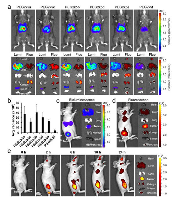 递送和NIR影像，Luc mRNA; Ⅳ and intra-tumoral.jpg