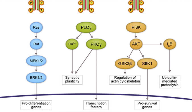 PP电子游戏助力 | 睿跃生物1类新药 TRK降解剂CG001419获批临床