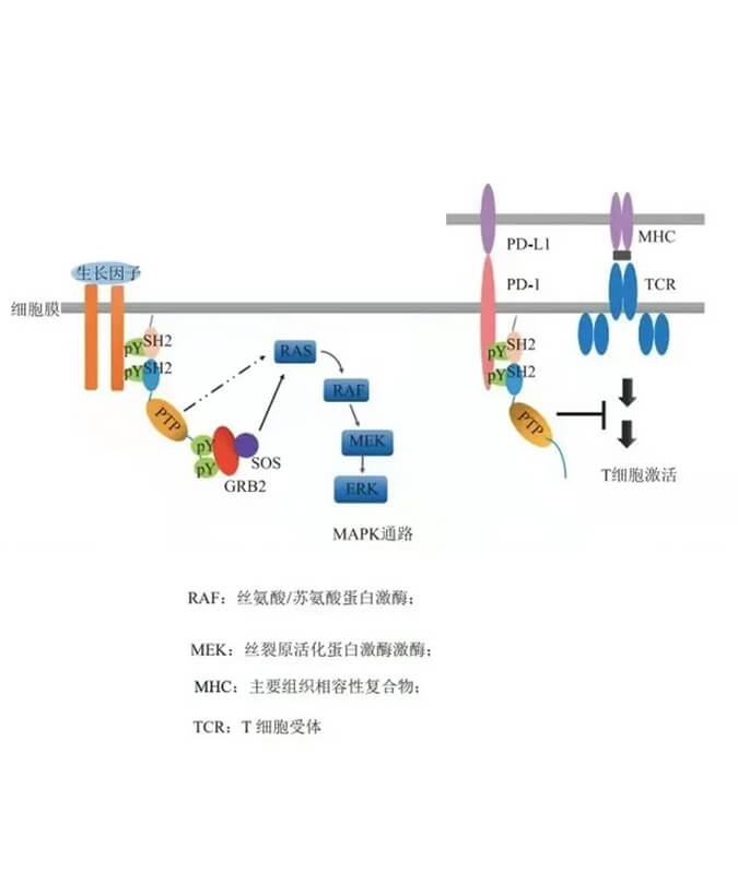 PP电子游戏助力凌达生物SHP2变构抑造剂RG001片获批临床.jpg
