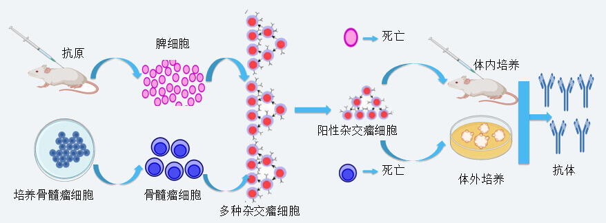 PP电子游戏抗体开发技术