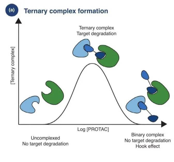 PROTAC露出量过高会形成钩子效应.jpg