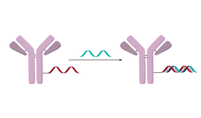 偶联药物解读（五）| 新模式——幼核酸抗体偶联药物(AOC)