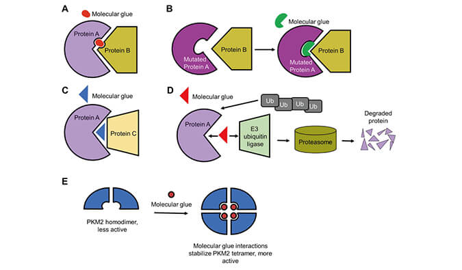 靶向蛋白降解系列（三）：分子胶，挑战不成成药