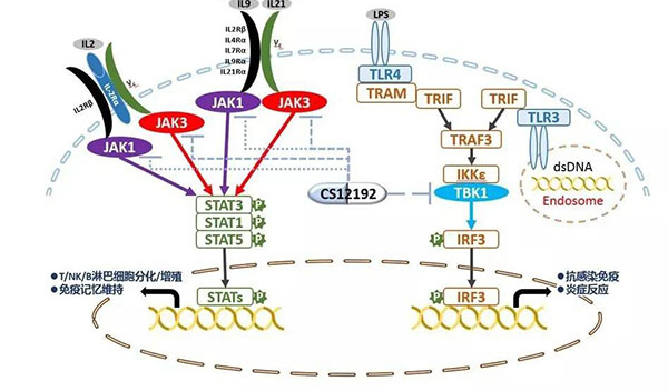 自身免疫疾病或迎新疗法！PP电子游戏助力微芯生物CS12192获批FDA.jpg