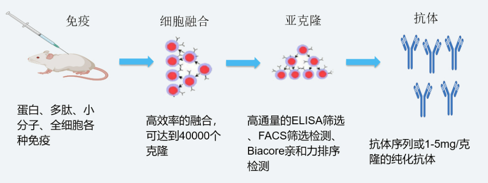 PP电子游戏杂交瘤技术平台开发流程