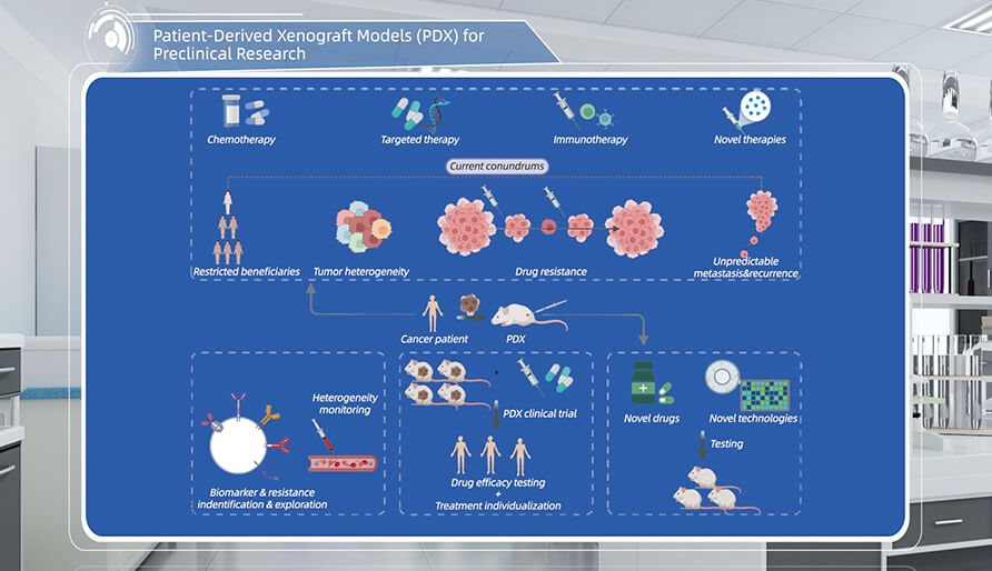 什么是临床前钻研的PDX（人源肿瘤异种移植）模型？