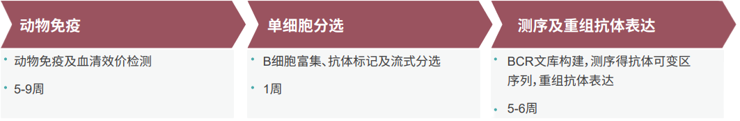 PP电子游戏单B细胞抗体发显旖台