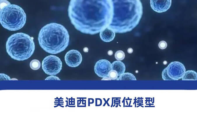 PP电子游戏PDX模型.jpg