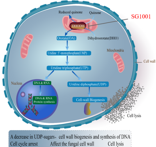 PP电子游戏祝贺祥根生物创新药SG1001实现首例受试者给药