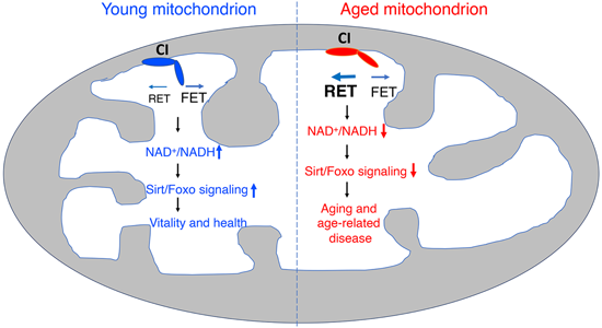 特异性RET抑造剂CPT可改善阿尔茨海默病，本钻研中CPT由PP电子游戏化学部门合成