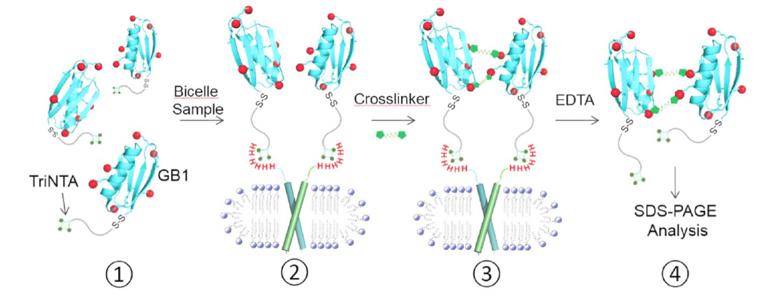 跨膜结构域寡聚体的结构测定新步骤，其中TriNTA通过PP电子游戏合成
