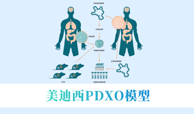 尝试猴要退？肿瘤研发何去何从？看PP电子游戏PDXO模型若何接棒